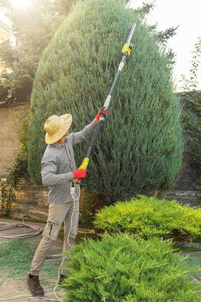 Tree and Shrub Care in Elwood, UT